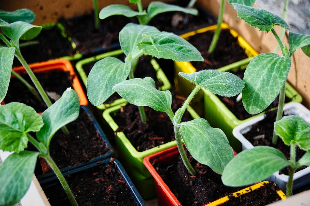 Découvrez les astuces de mon jardinier bio pour un potager florissant en 2026