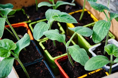 Découvrez les astuces de mon jardinier bio pour un potager florissant en 2026