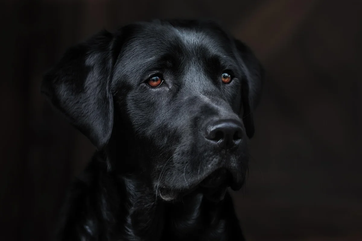 Prix d'achat d'un chien détecteur punaise : ce que personne ne vous dit