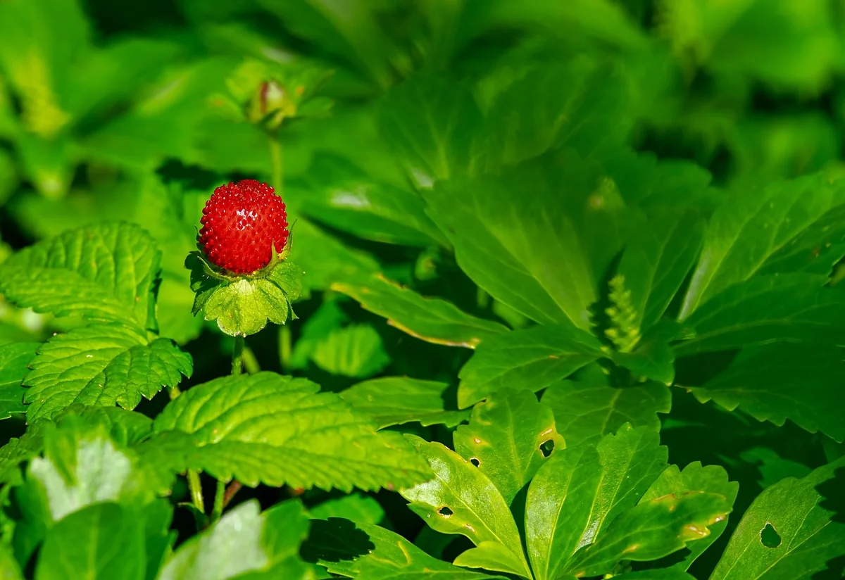 fraise
