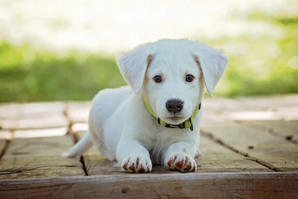 Découvrez le prix 2026 d'un chien détecteur de punaises : efficacité et économie garanties