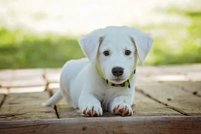 Découvrez le prix 2026 d'un chien détecteur de punaises : efficacité et économie garanties